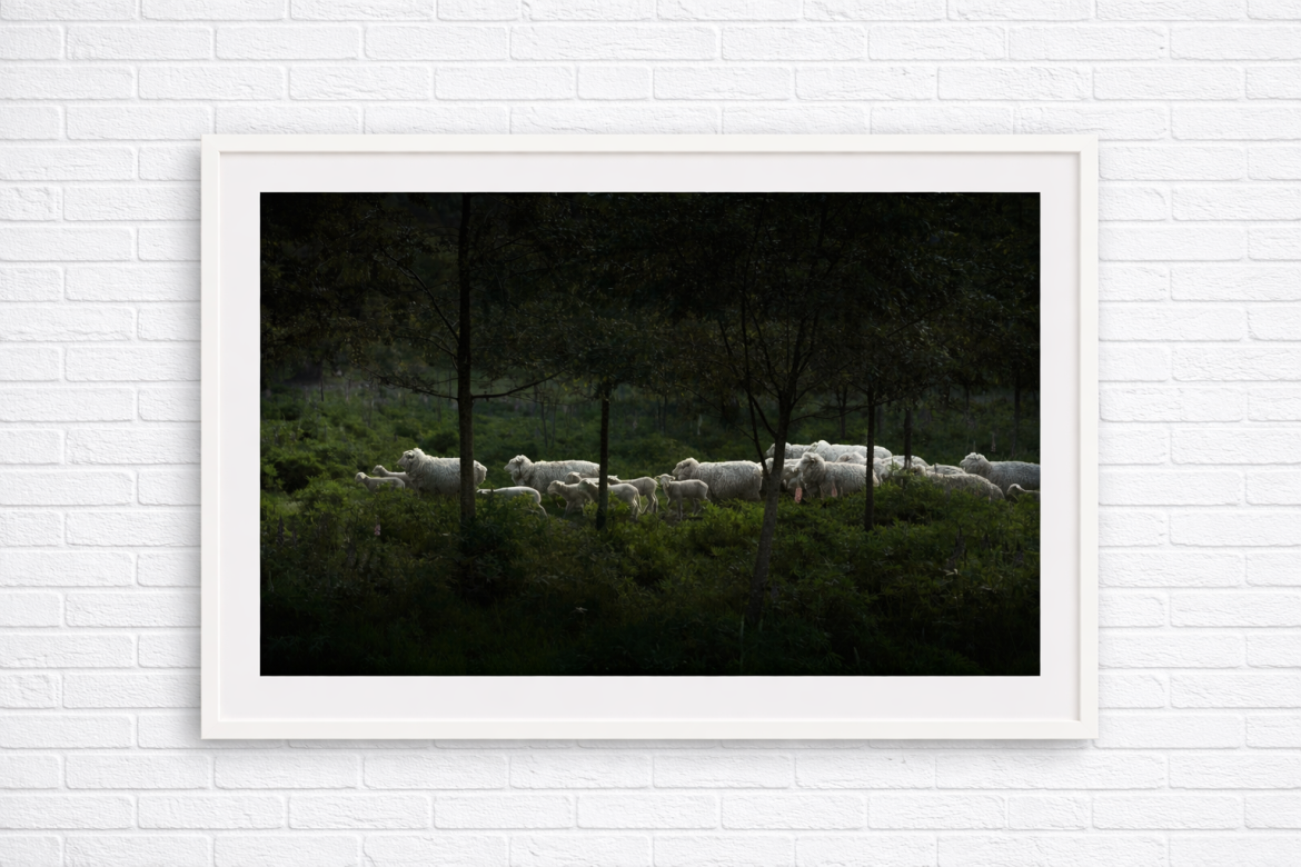 EN LA LINEA DE LA LUZ