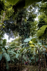 Selva del vijo