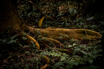Selva del vijo