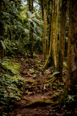 Selva del vijo