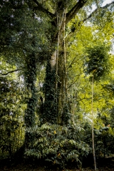 Selva del vijo