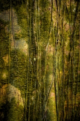 Selva del vijo