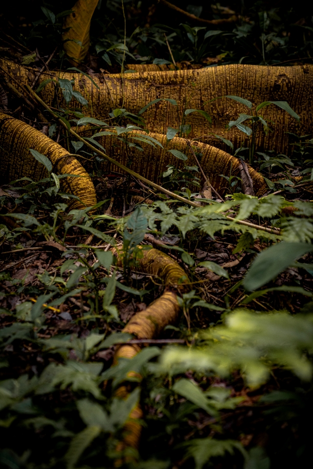 Selva del vijo