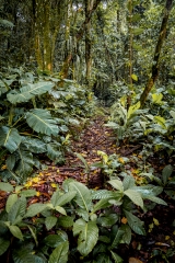 Selva del vijo