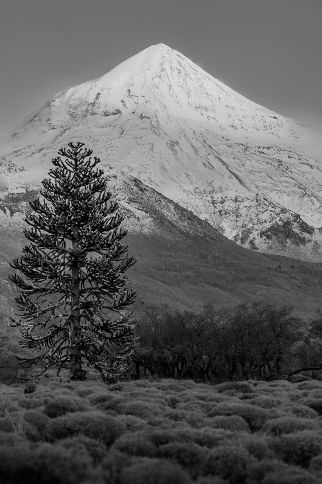 Lanin Nehuen